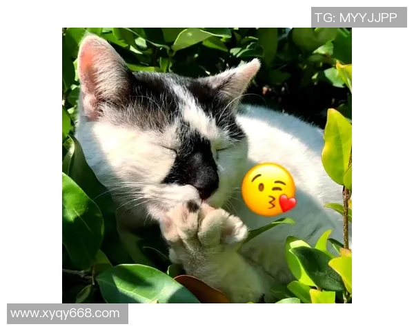 足球球星养的猫，主人是谁？